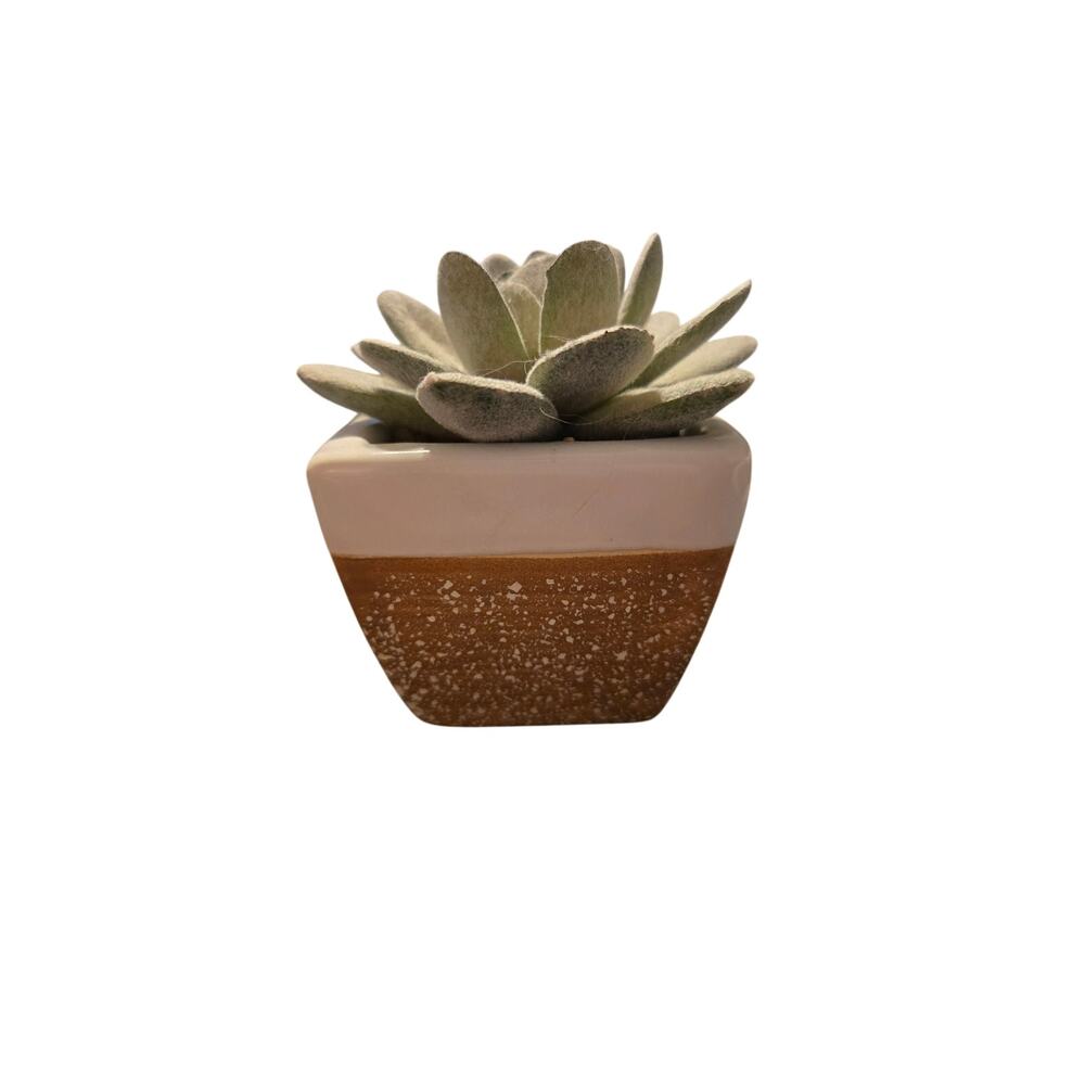 Faux Flocked Echeveria Succulent in Square Two-Tone Ceramic Pot 3" Mini Decor